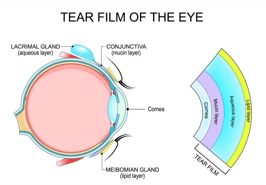 Illustration of the tear film of the eye